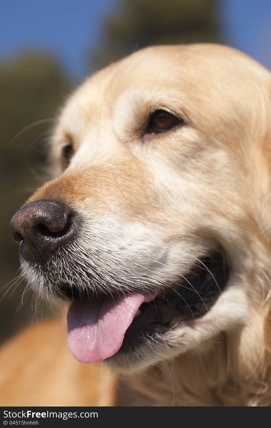 Closeup of a Golden Retriever