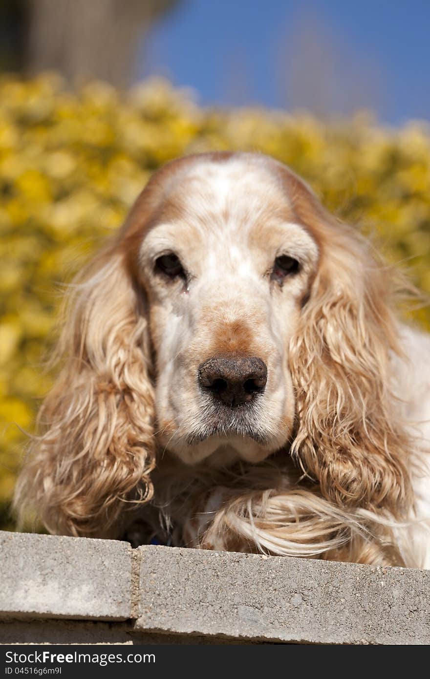 Close up of a Cocker Spaniel