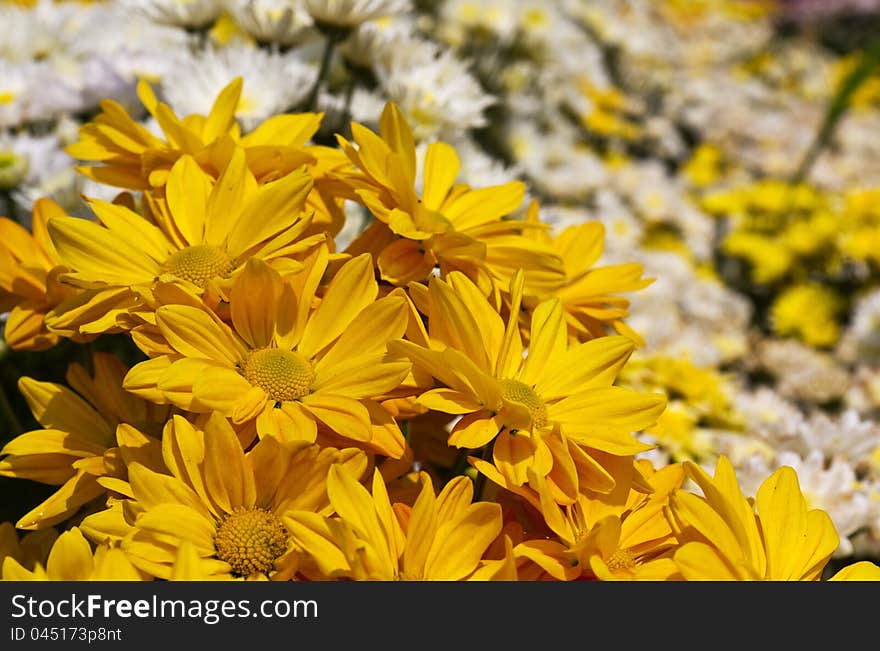 Colorful chrysanthemum flowers in garden. Colorful chrysanthemum flowers in garden