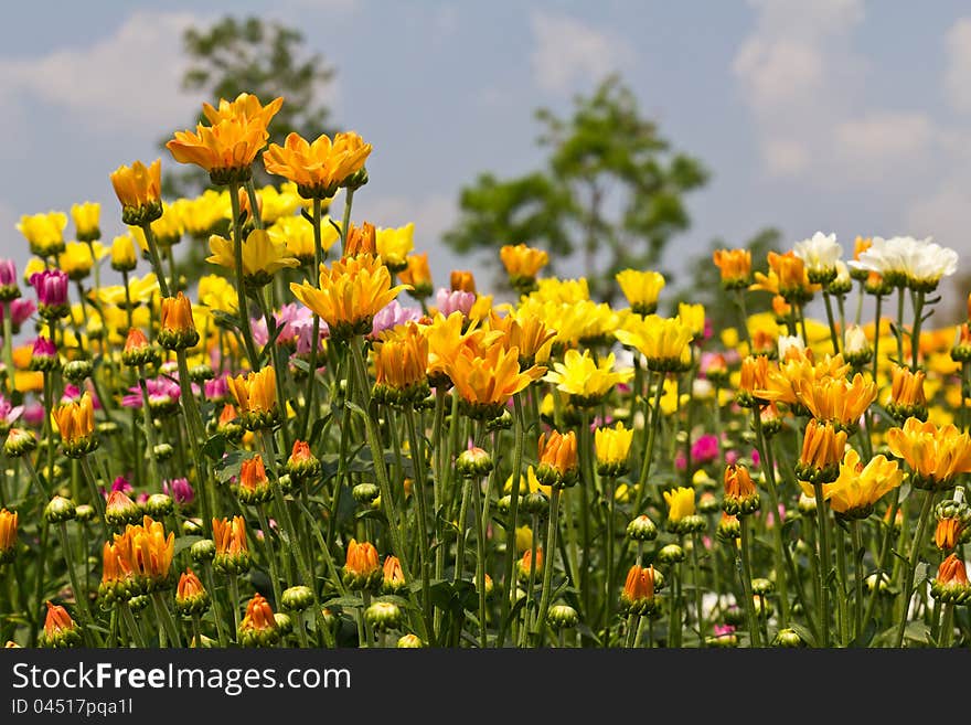 Colorful  chrysanthemum  flowers in garden