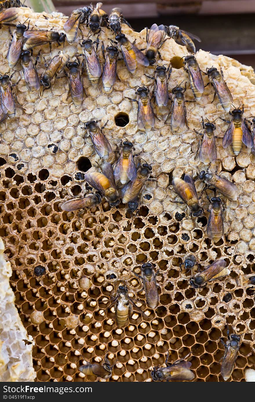 Close up view of the working bees on honeycomb