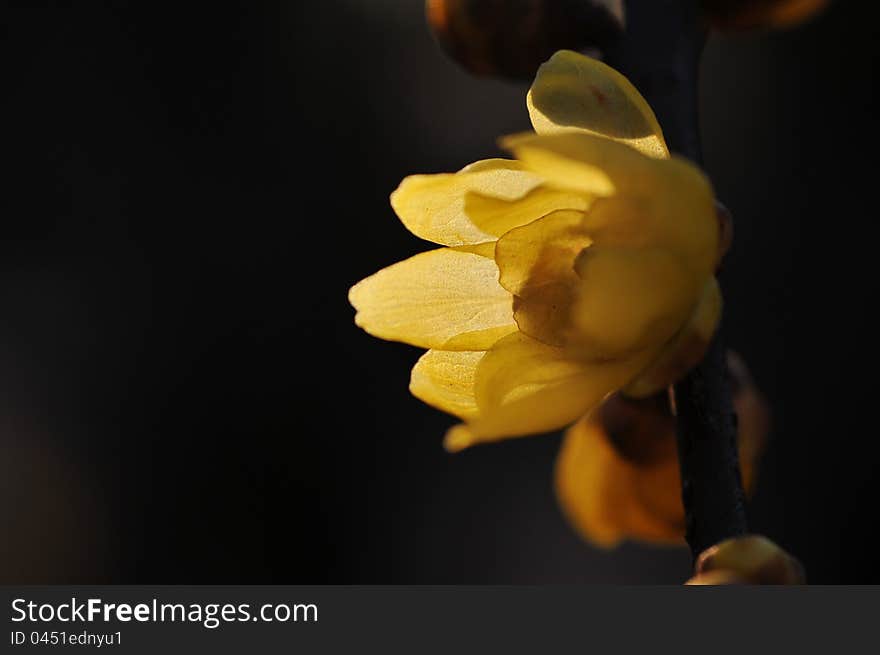 A beautiful flower witch open in winter. A beautiful flower witch open in winter