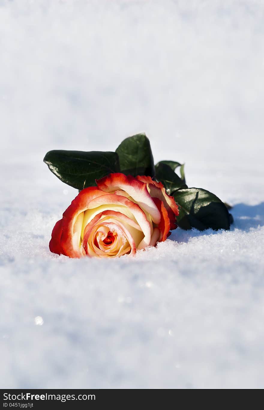 Rose in the snow in the winter