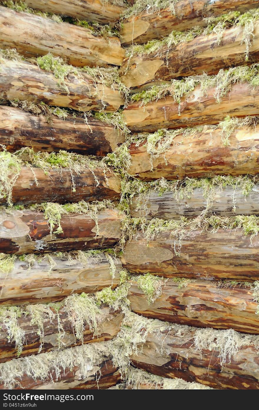 The corner of a wood log house chinked with moss as a background. The corner of a wood log house chinked with moss as a background