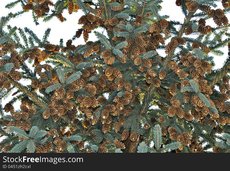 Blue Spruce Tree with Cones