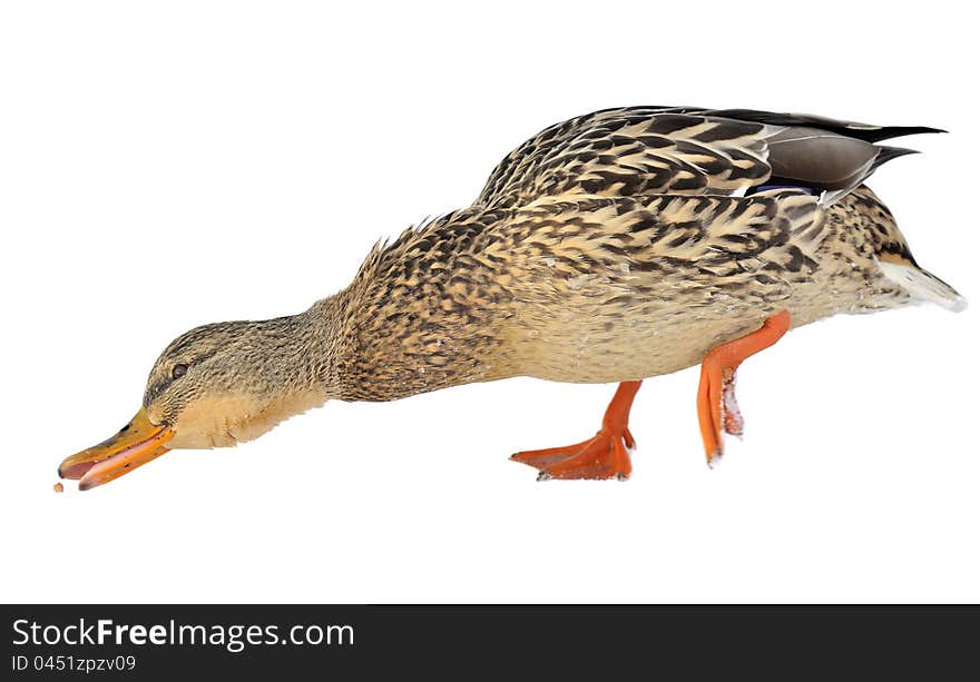 Mallard Duck Stretching for Food