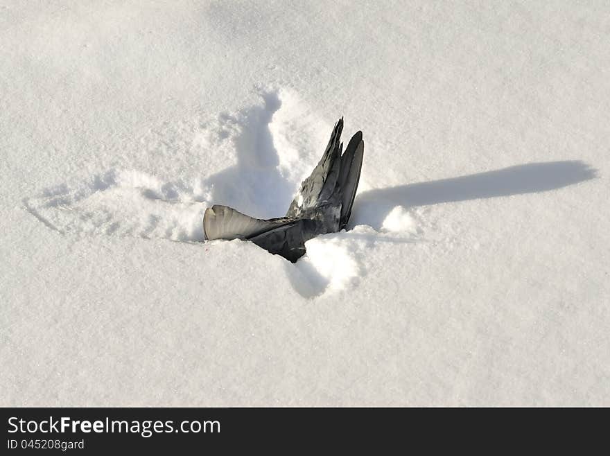 Dead Pigeon In Snow