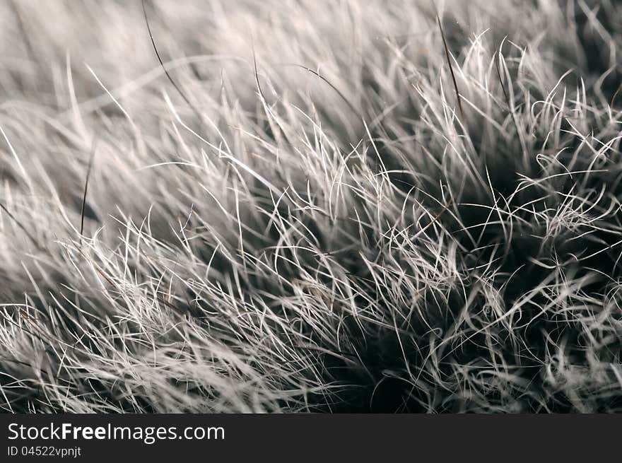 A macro shot of grey polar (arctic) fox fur. A macro shot of grey polar (arctic) fox fur