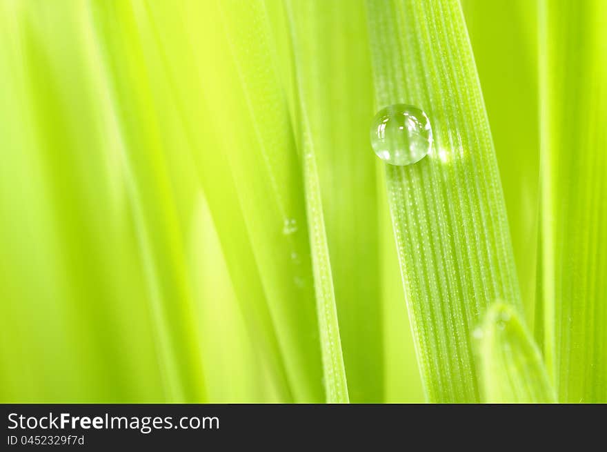 Dew Drop on Green Grass Macro