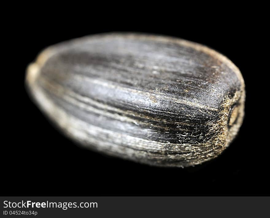 Sunflower Seed Macro