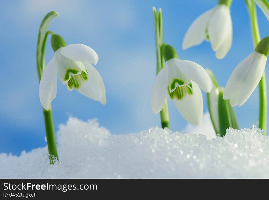 Snowdrops