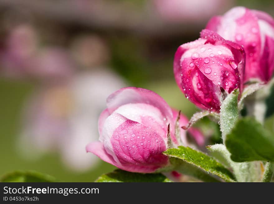 Beautiful apple flower with drop. Beautiful apple flower with drop