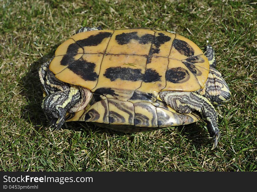 Backside of a Red-eared Turtle