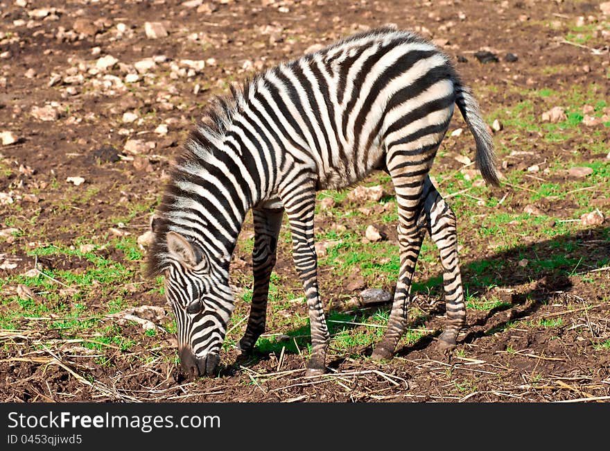 A free child of zebra in the nature