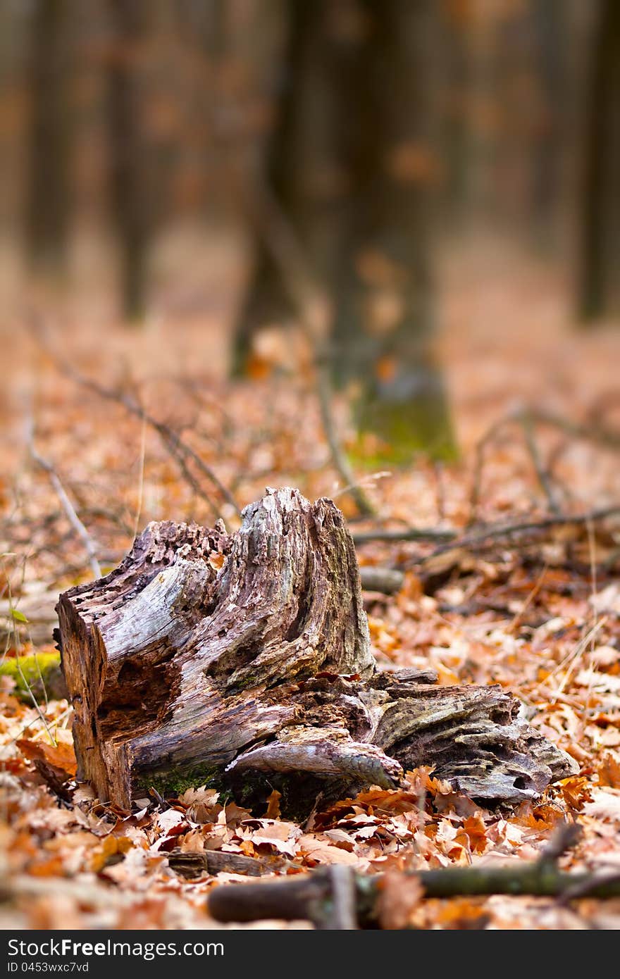 Rotten log felled in the forest. Rotten log felled in the forest