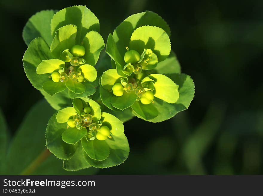 Euphorbiaceae helioscopia sun spurge frowing wild in Israel