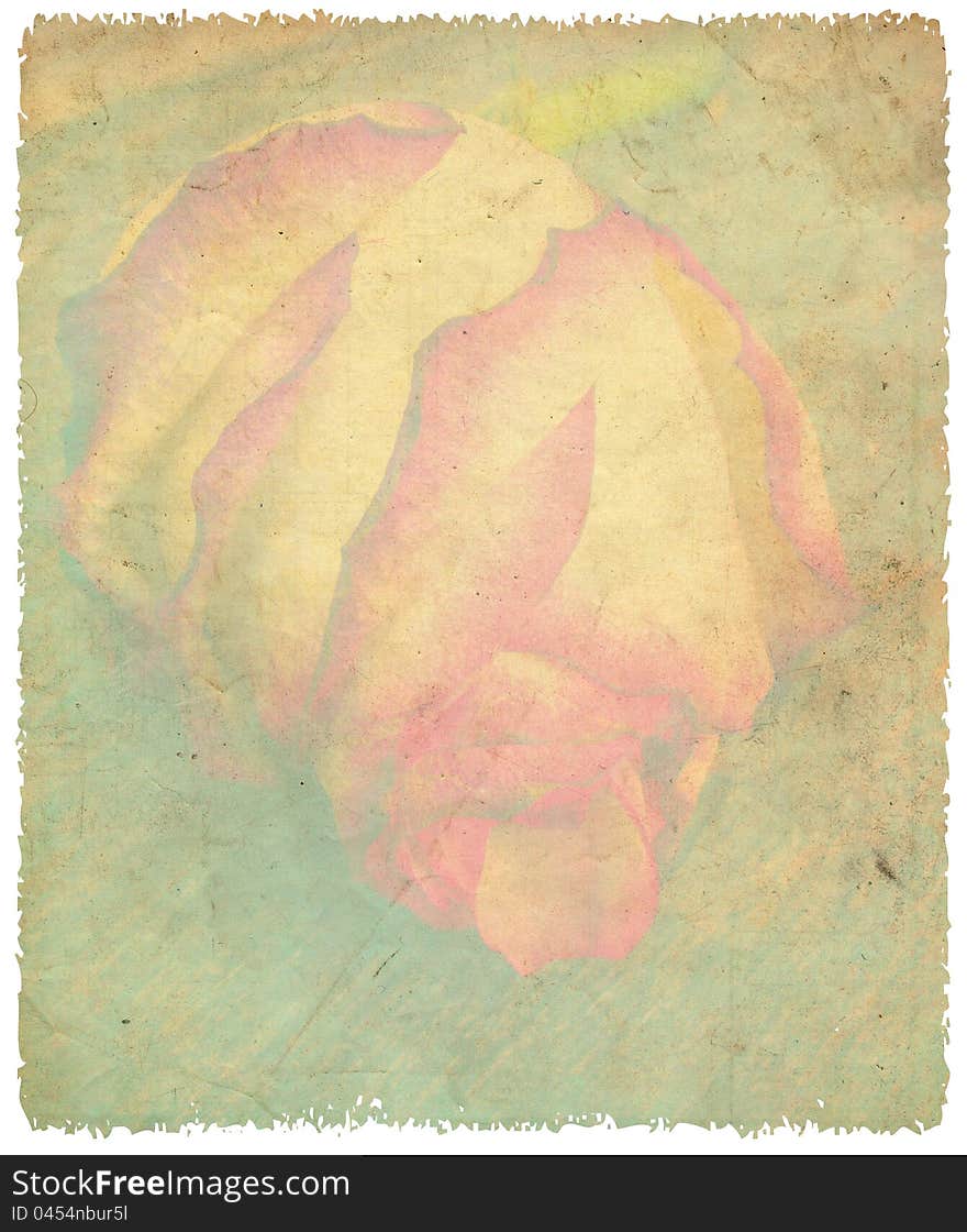 Delicate rose on grunge background. Texture and color processing.