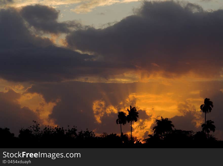 Horizon of palm trees at sunset in the Caribbean Cuba