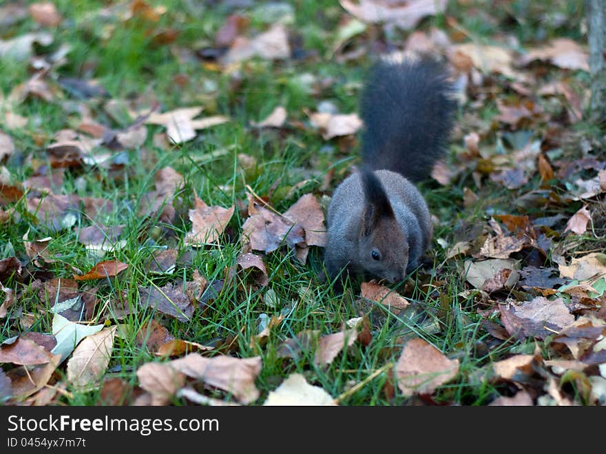 Squirrel forging through fallen leaves