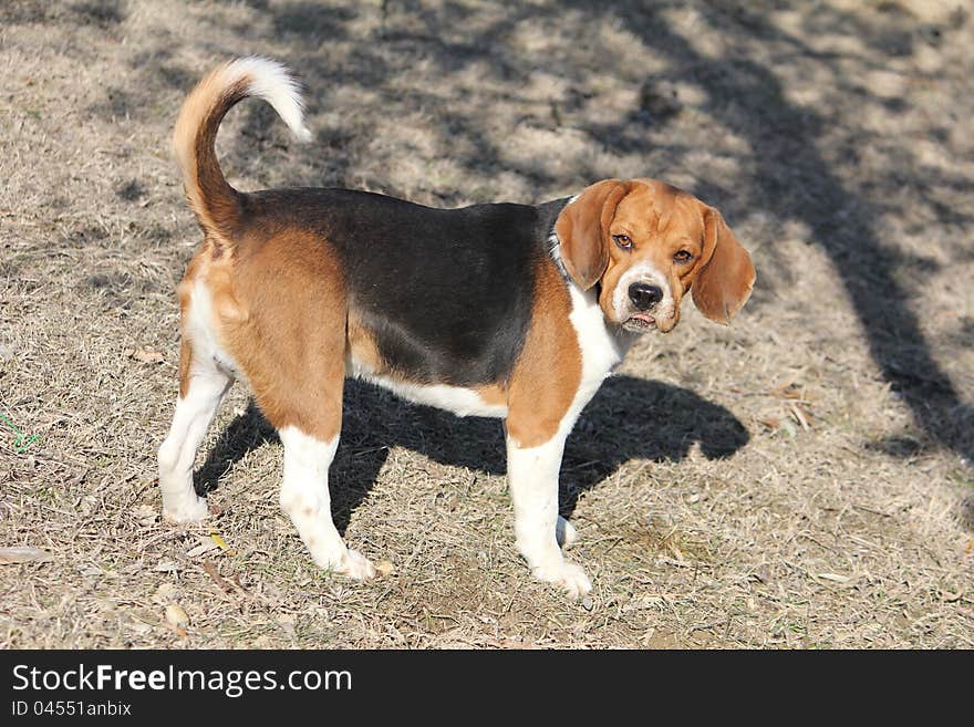 Cute beagle dog is enjoying a monday afternoon