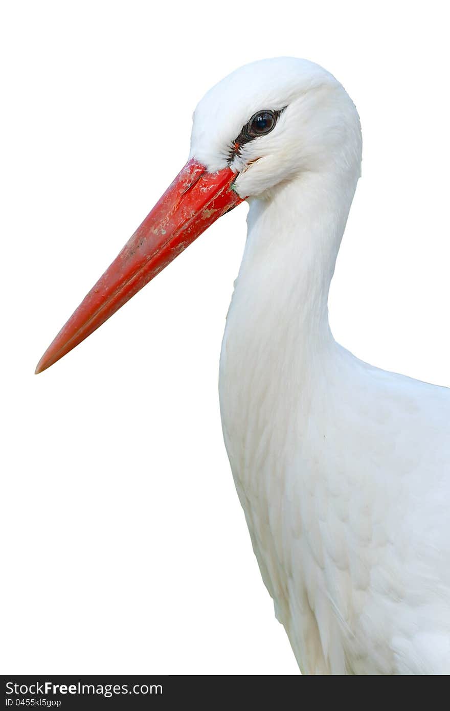 White Stork  isolated on white background