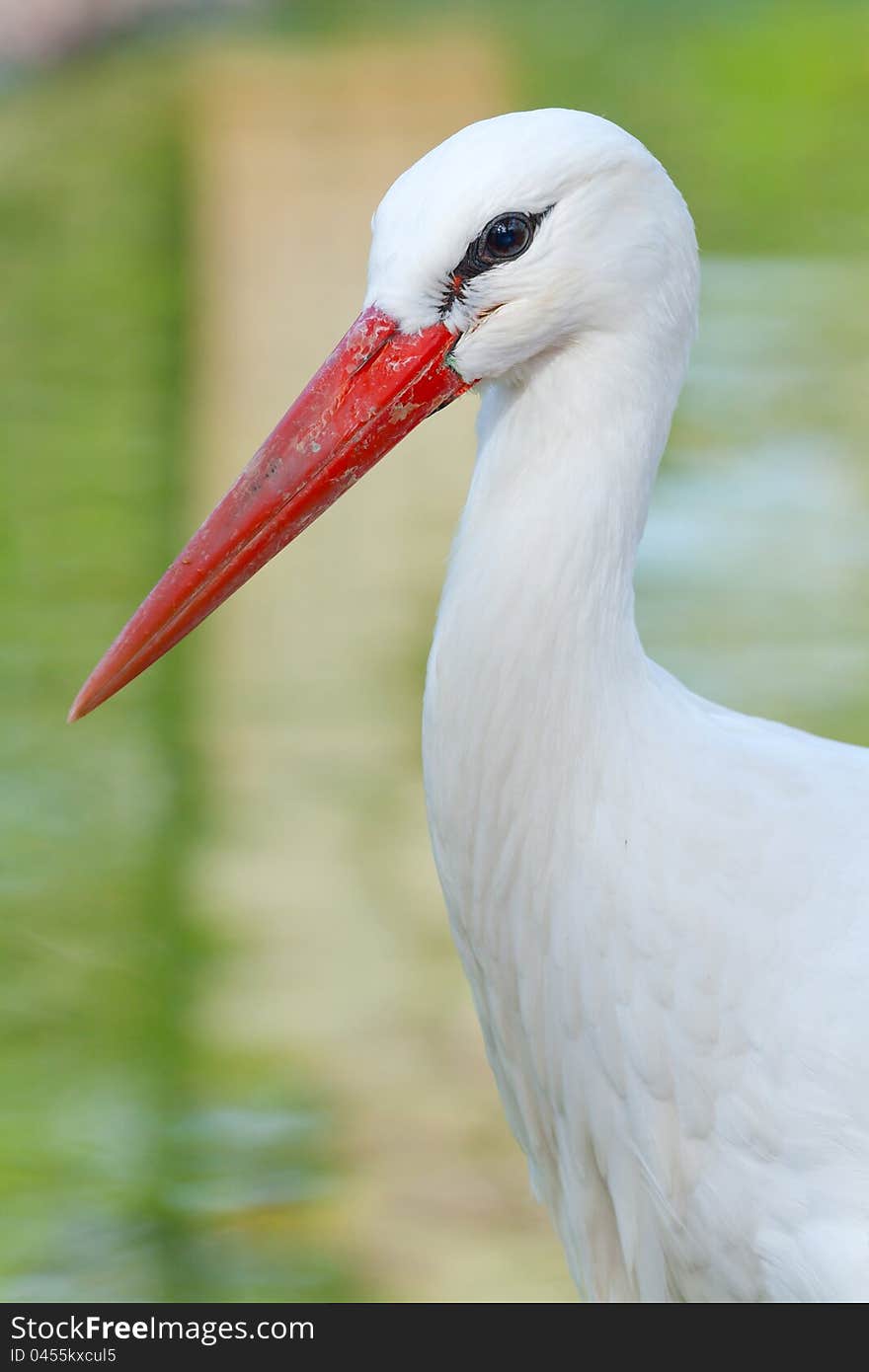 Head of a stork on the lake background