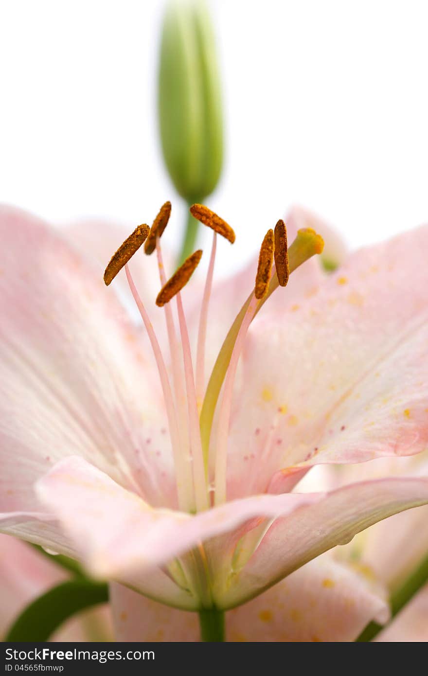 Close up shot of tiger lily flower