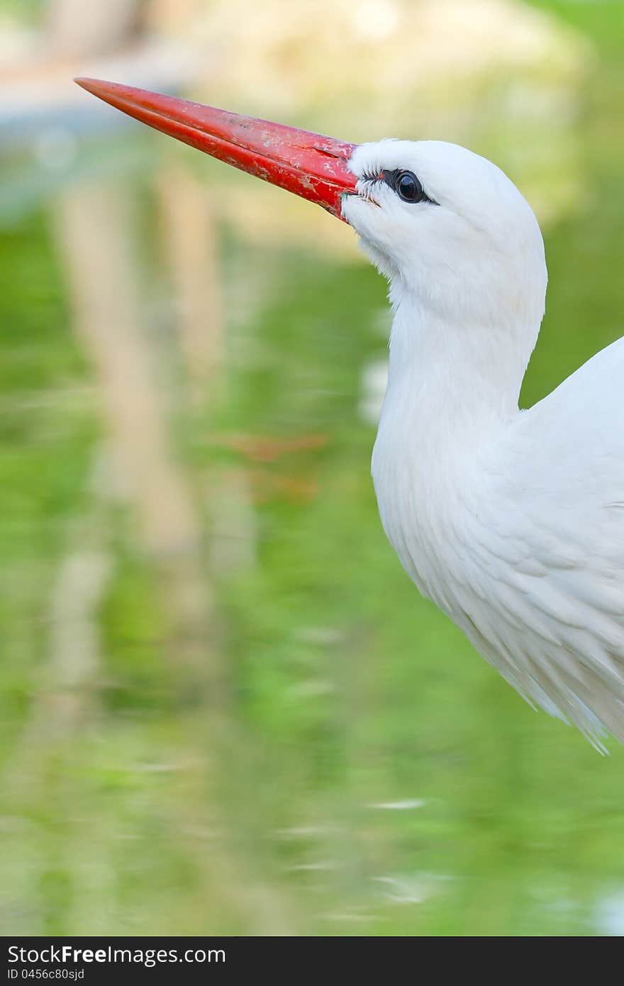 Head of a stork on the lake background