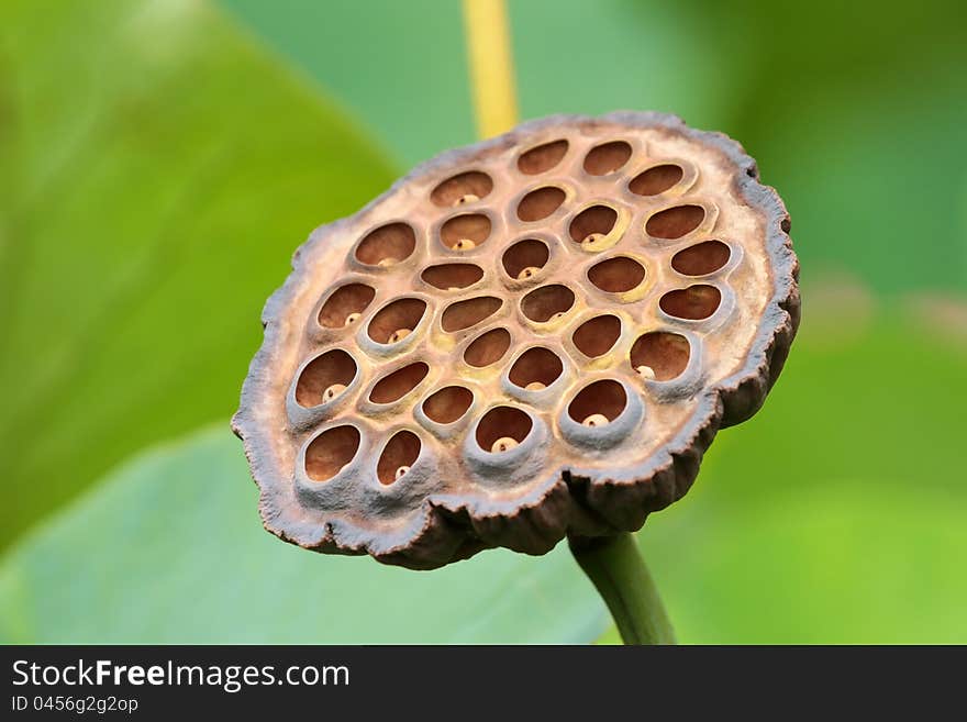 Closeup picture of a lotus flower seedpod. Closeup picture of a lotus flower seedpod