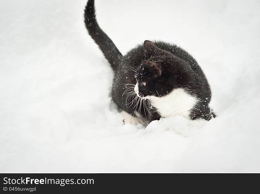 Black and white cat