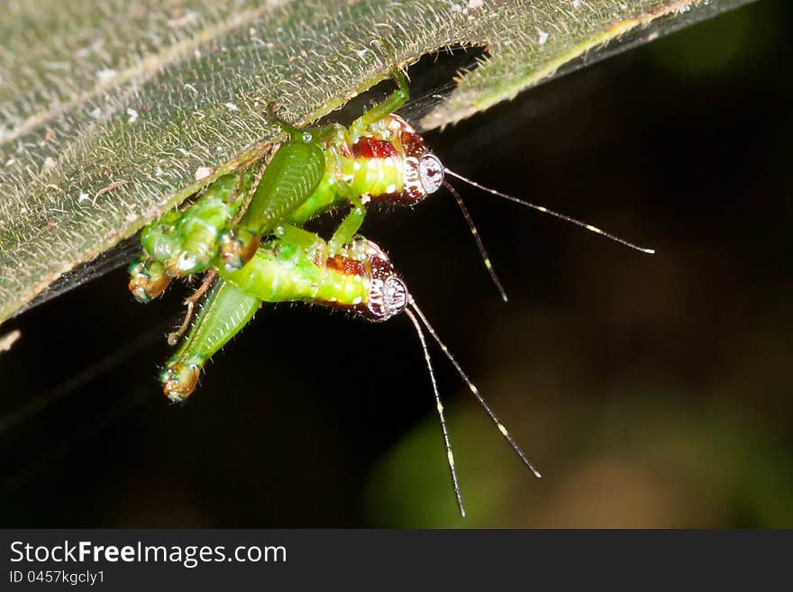 Green colorful crickets mating on a hairy leaf with black background in the rainforest of Colon, Panama. Green colorful crickets mating on a hairy leaf with black background in the rainforest of Colon, Panama.