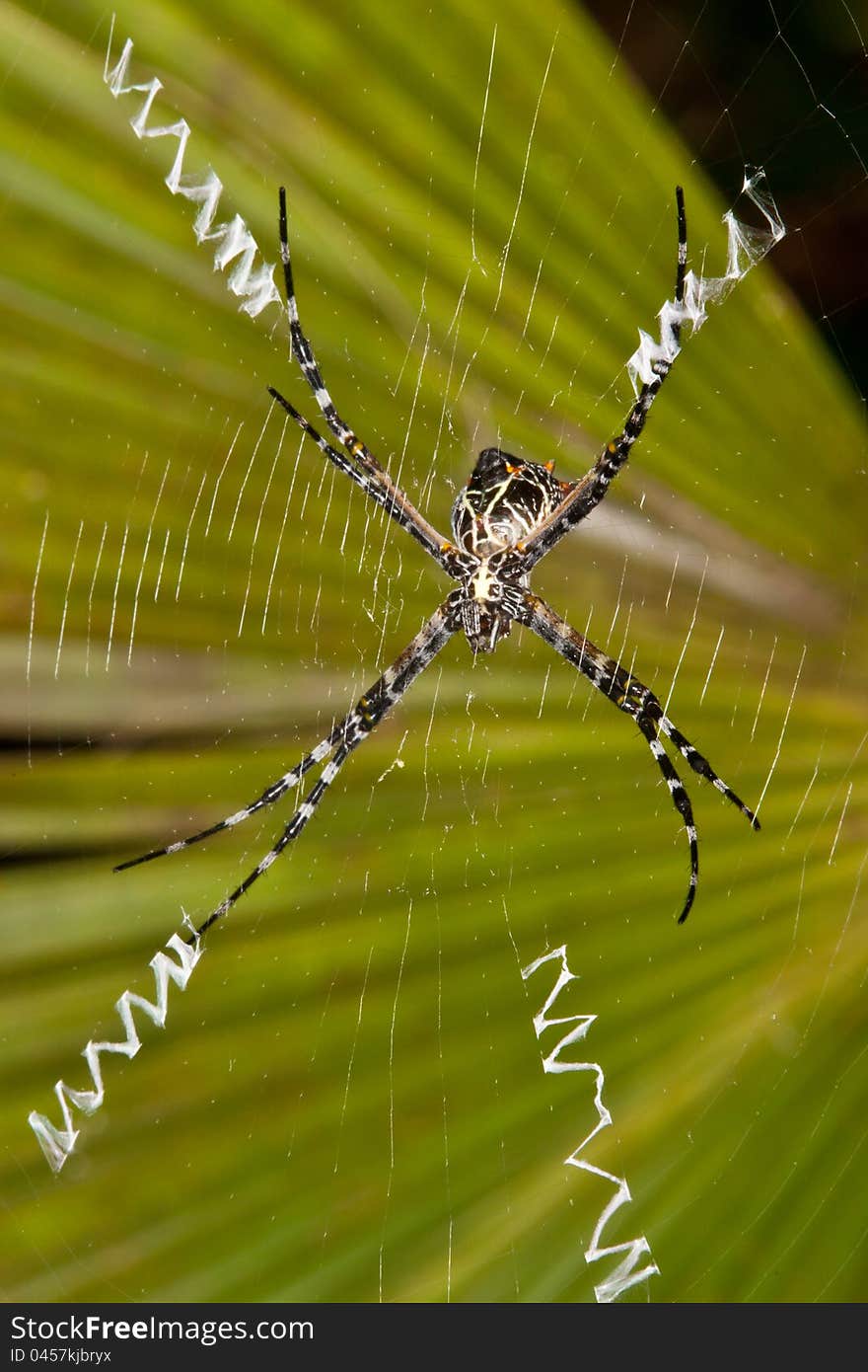 Argiope lobata spider with typical zig-zag patterns in her web with a dark green palm leaf in the background. Argiope lobata spider with typical zig-zag patterns in her web with a dark green palm leaf in the background.