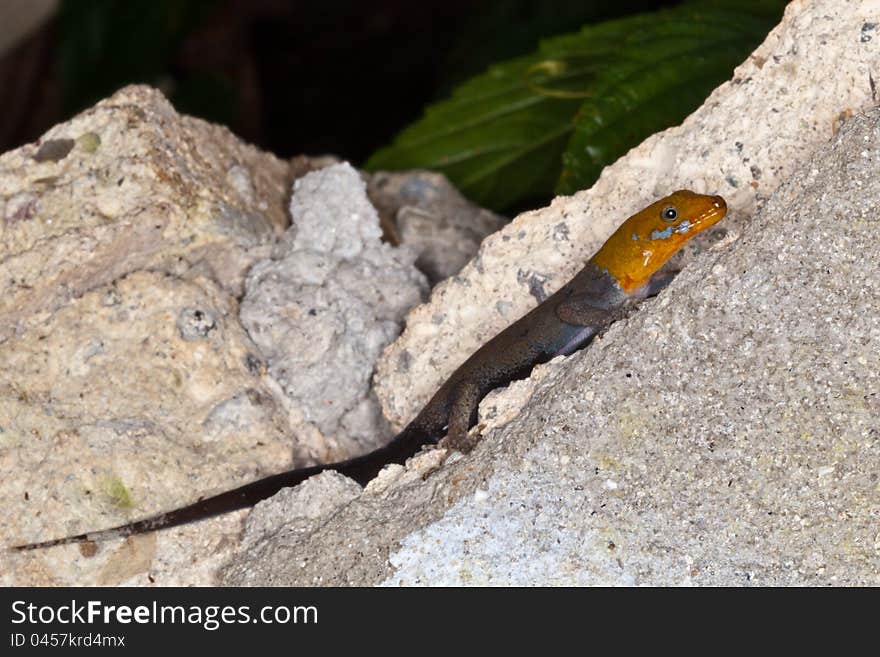 Yellow-headed gecko warming itself on the ruins of an abandoned building in the jungle of Colon, Panama. Yellow-headed gecko warming itself on the ruins of an abandoned building in the jungle of Colon, Panama.