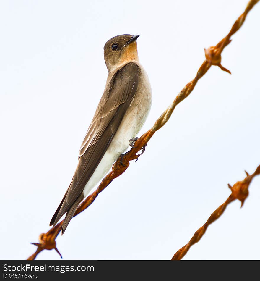 Southern rough-winged swallow.