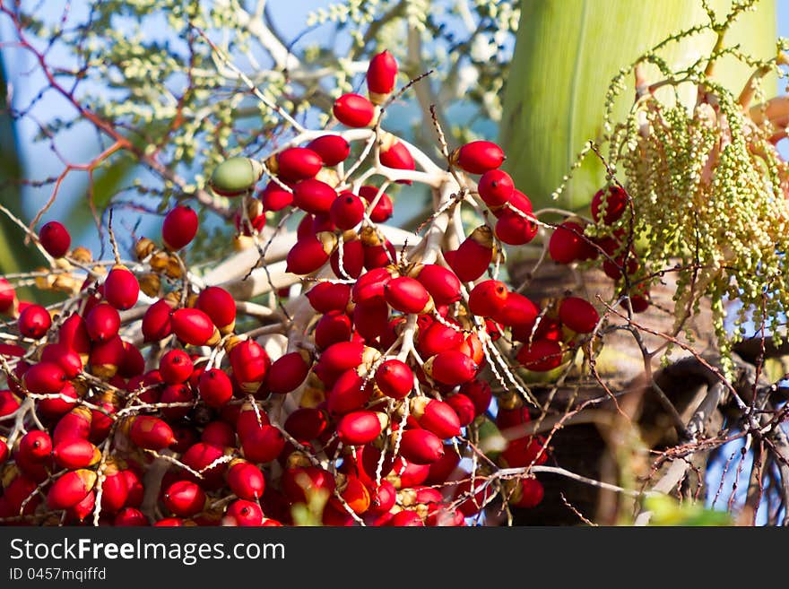 Red tropical berries.