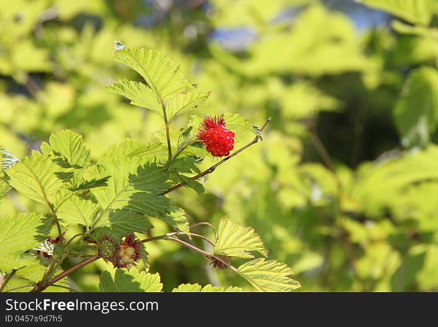 Raspberry bush in Ketchikan , Alaska. Raspberry bush in Ketchikan , Alaska