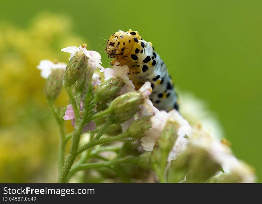 Caterpillar On Flower