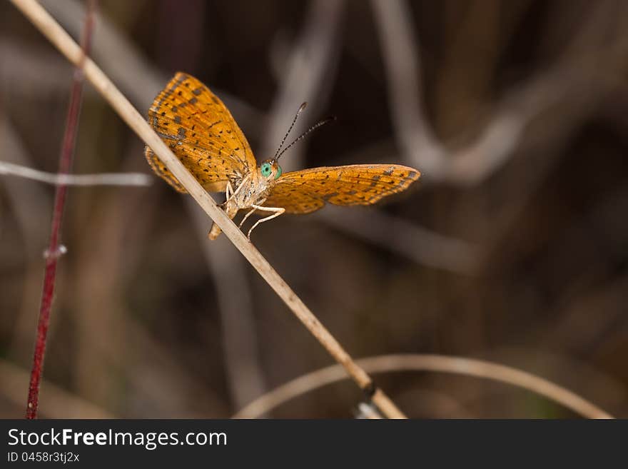 Little Metalmark butterfly in the wild.