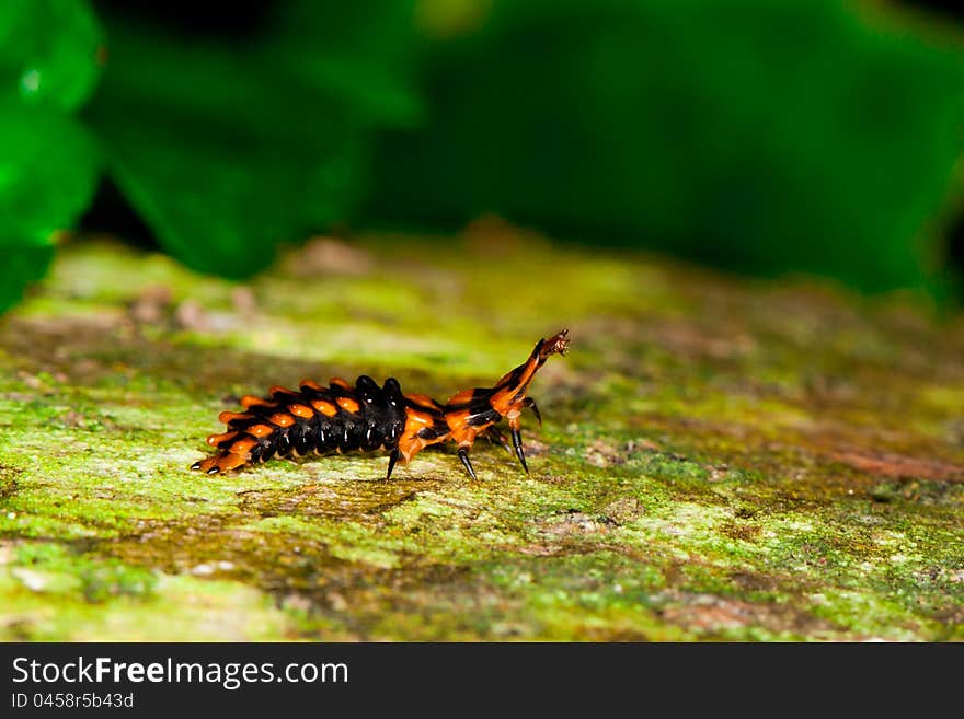 Unidentified beetle larvae on dead tree.