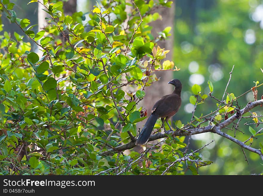 Gray-headed Chachalaca in Rainforest.