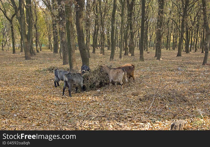 Four Goats Surrounded The Tree In Autumn Park And