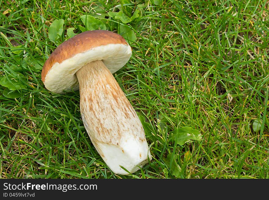 Detail of boletus mushroom founded in forest. Detail of boletus mushroom founded in forest