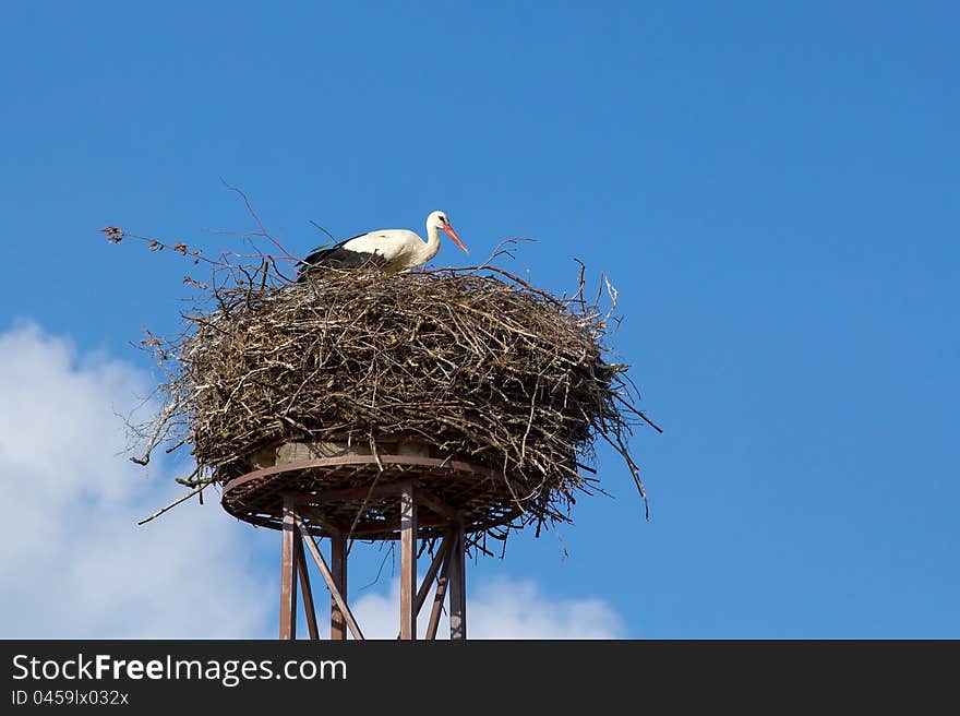 A mother white stork bird on a chimney