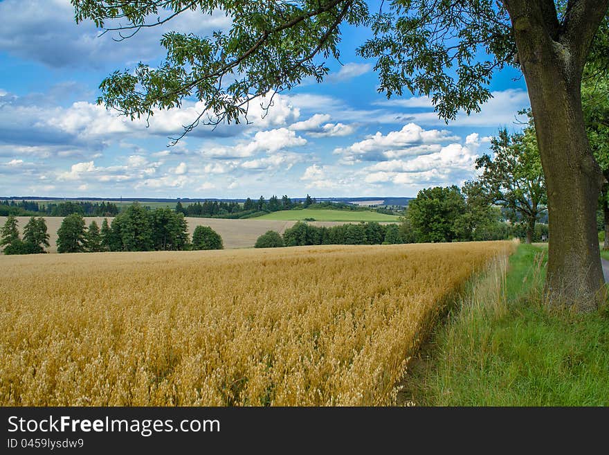 Rural summer landscape