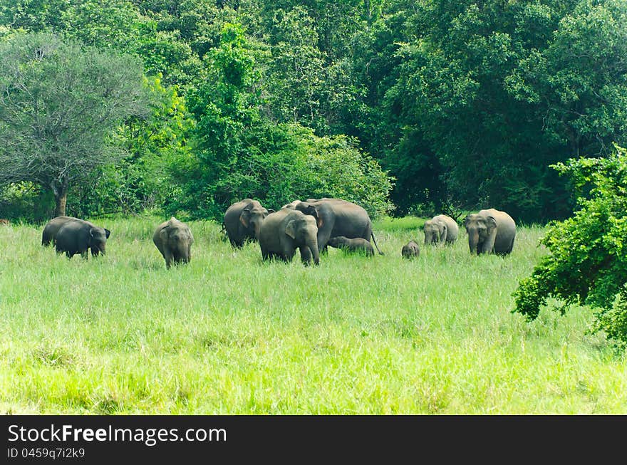 Large family of wild Indian elephants in the nature of Sri Lanka.