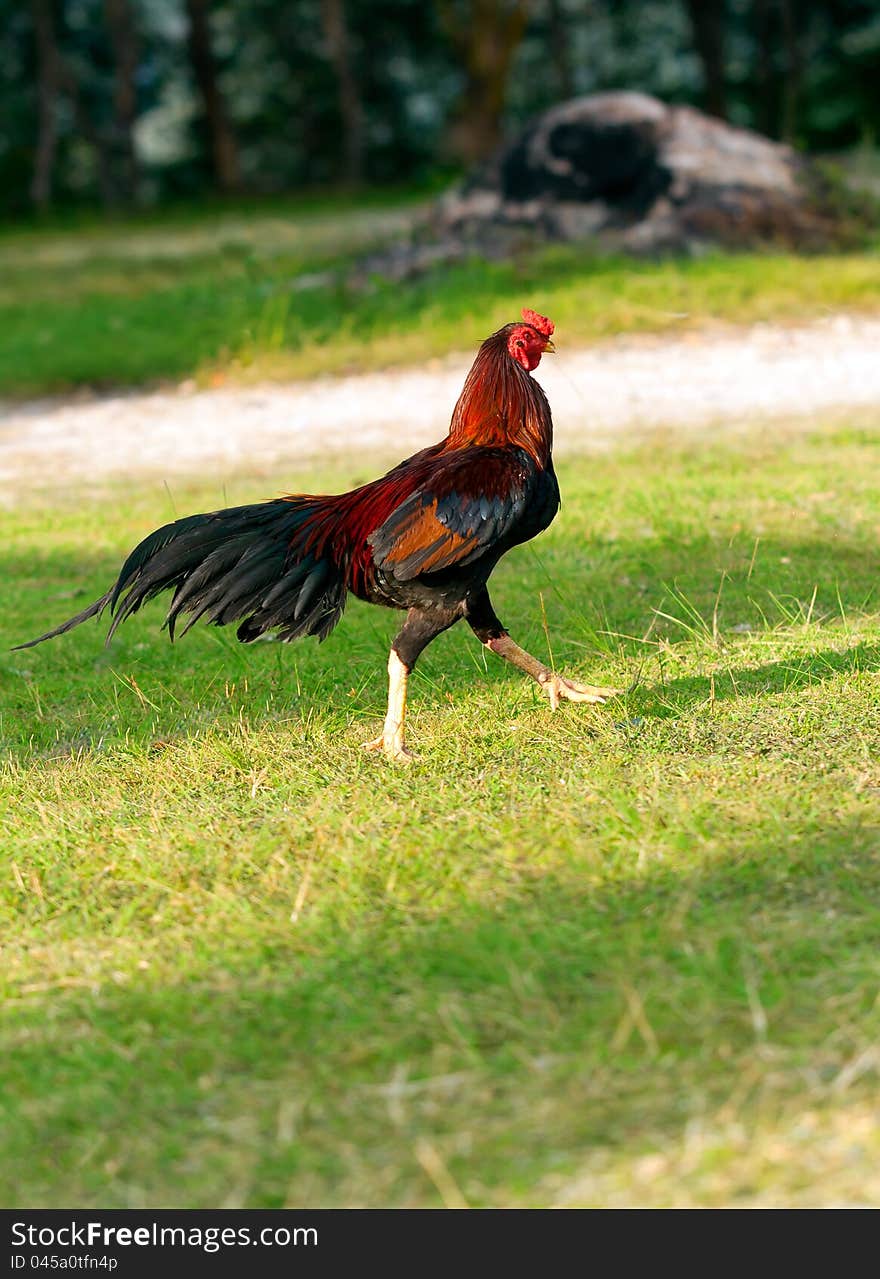 Rooster runs on the green grass with trees. Rooster runs on the green grass with trees