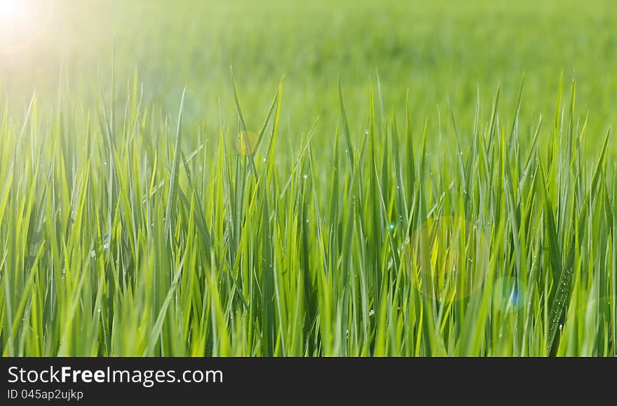 Green rice field in Thailand.