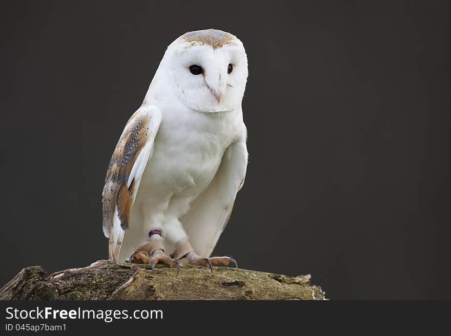 A captive Barn Owl on a branch with a plain background