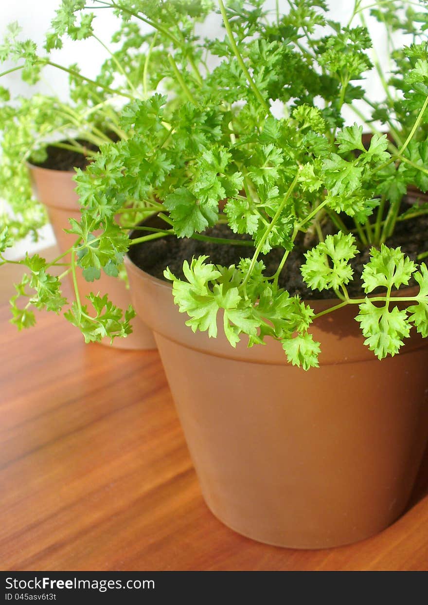 Parsley growing in pot ( close up)