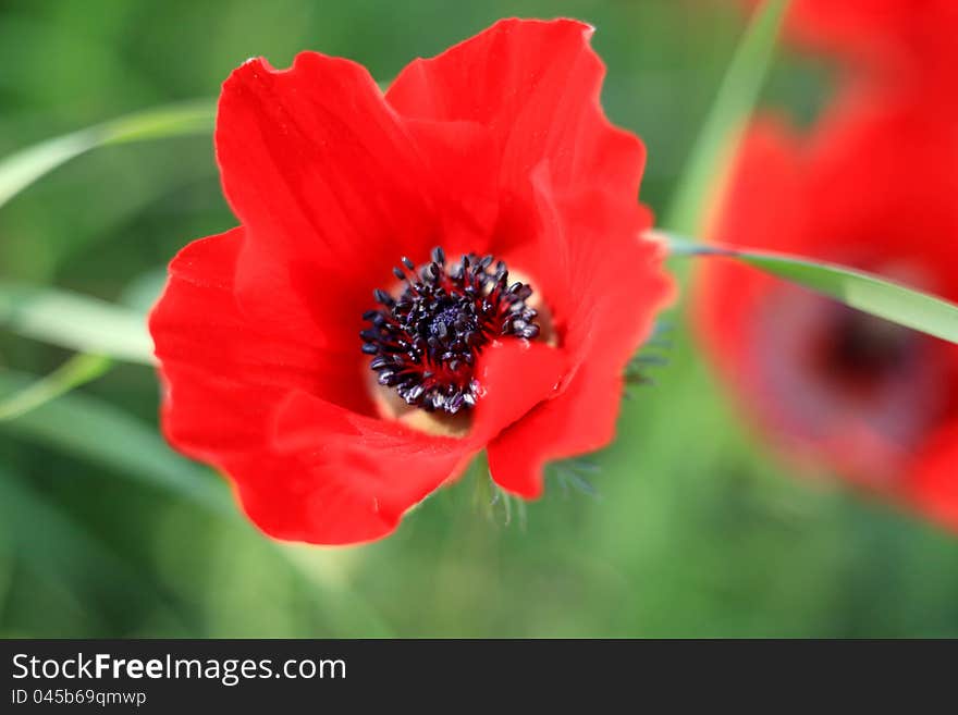 Red poppies on a green background with fresh herbs